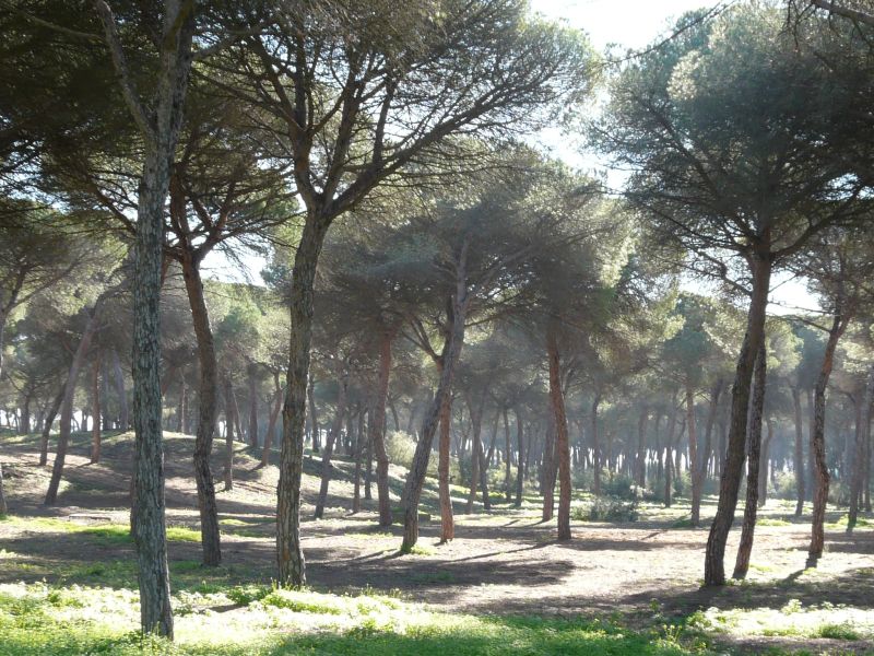 0058 P1170964Pi�eros Santa Maria