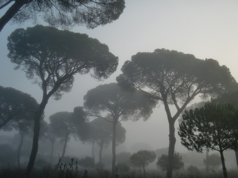 0085 CIMG2065 Pi�eros in Do�ana Park