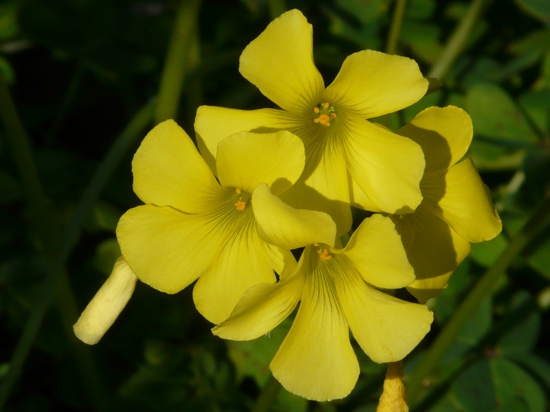 0105 P1170989 Yellow Flowers