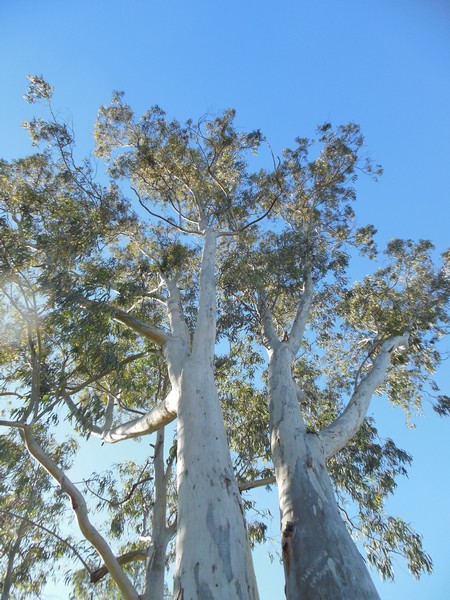 0114 DSCN0100 Eucalyptus Trees on Rio Guadalquivir Camp