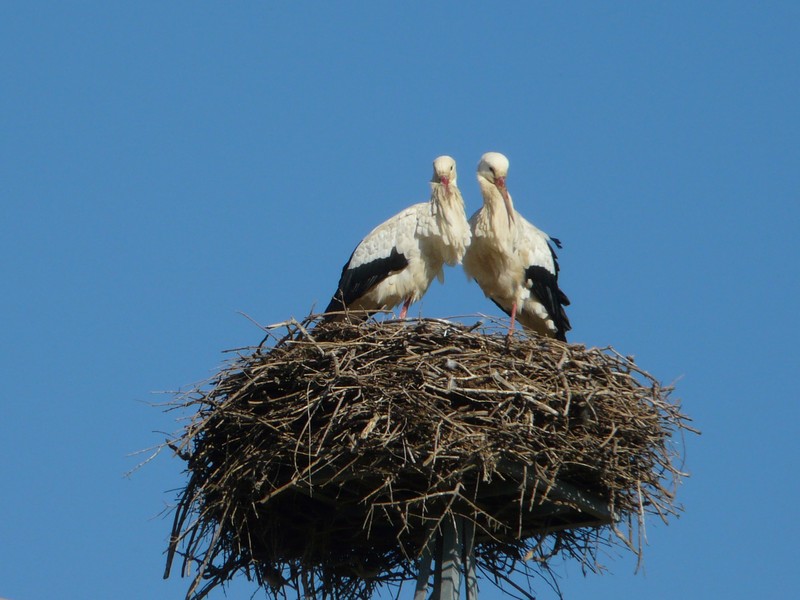 0148 P1180034 stork love