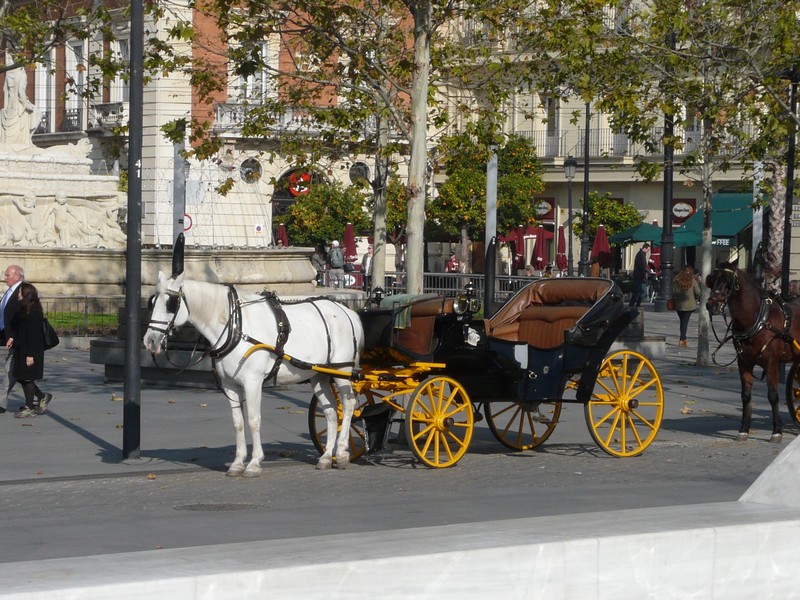 0190 P1180063 Seville Horse and Coach