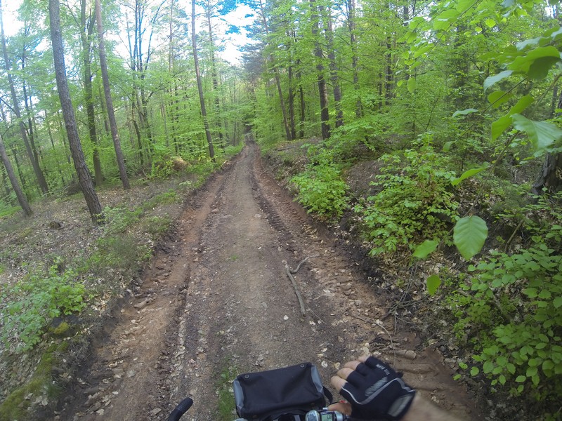 024 typischer Waldweg