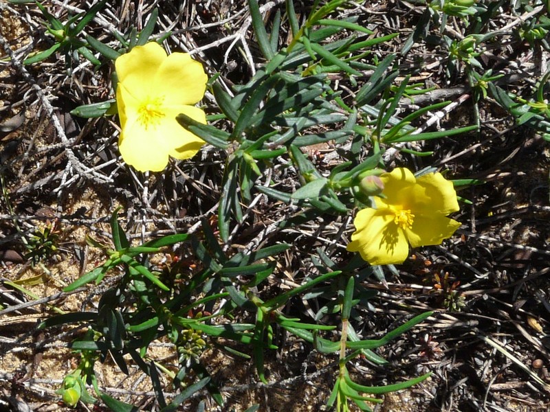 0300 P1190059 Duna del Asperillo