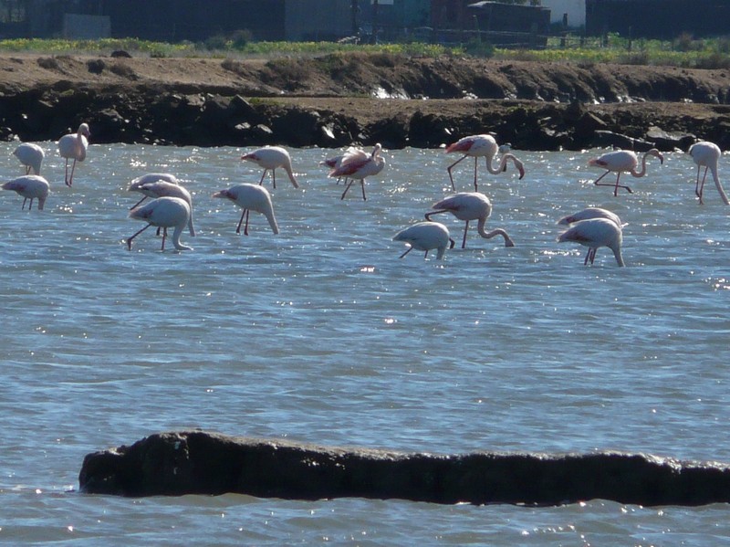 0350 P1190113 Flamingos Castro Marim