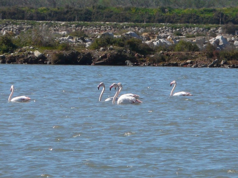 0352 P1190115 Flamingos Castro Marim