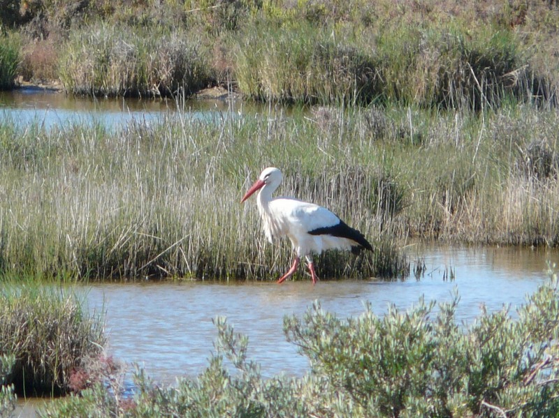 0356 P1190121 Stork Castro Marim