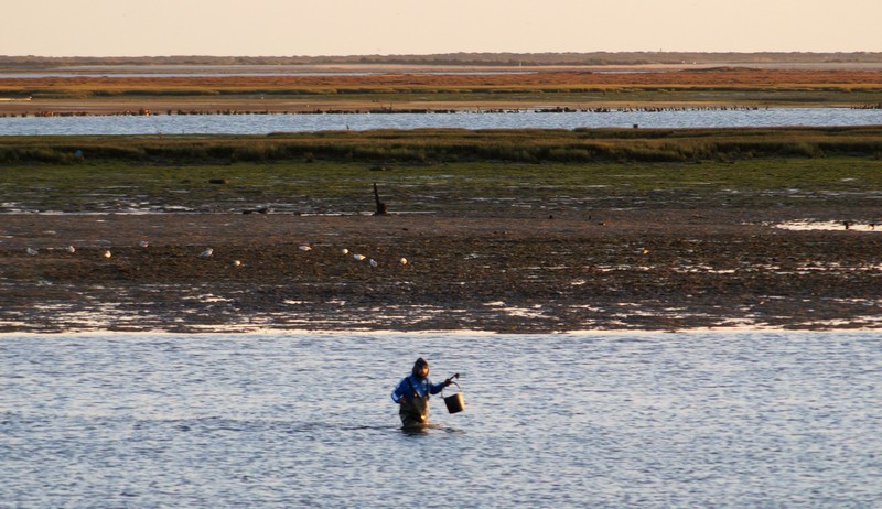 039 Olhao clam seeker