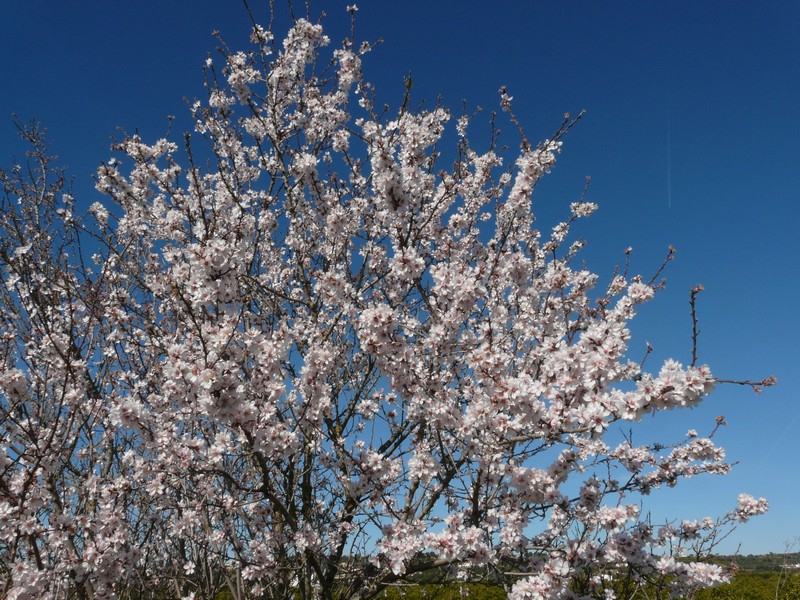 0412 P1190160 Almond Tree Castro Marim