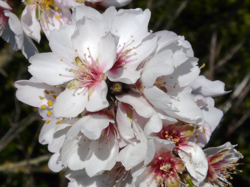 0415 P1190163 Almond Blooms