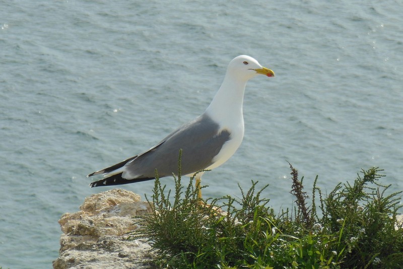 0457 DSCN0234-1 Seagull Coast Armacao de Pera