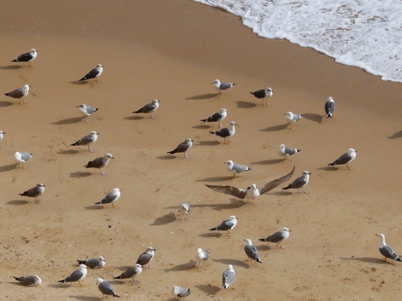 0560 P1190278 Armacao de Pera Coast