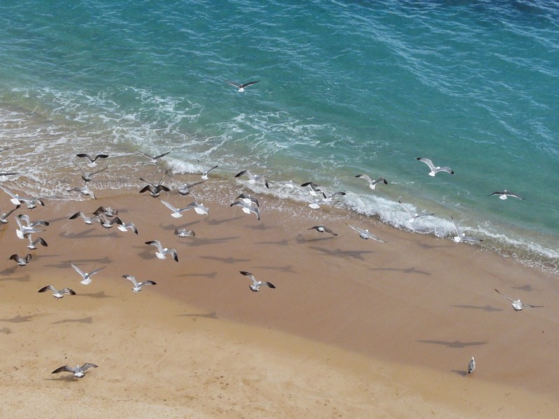 0561 P1190279 Armacao de Pera Coast