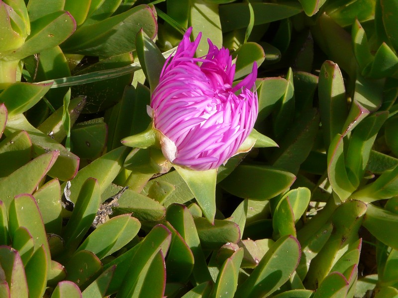 0563 P1190265 Flower bud