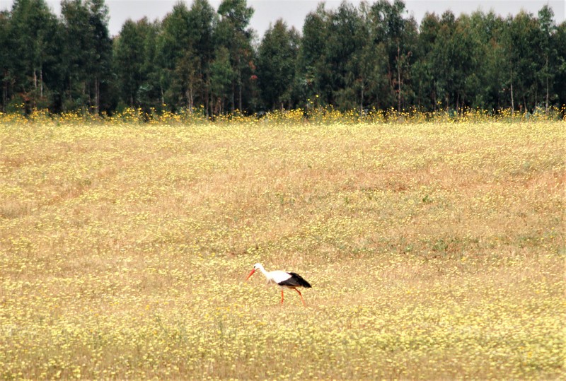 056 Stork DSC02306_1