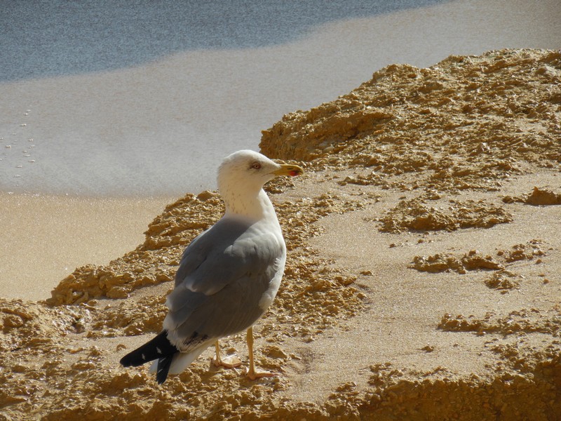 0572 DSCN0280 Seagull Coast Armacao de Pera