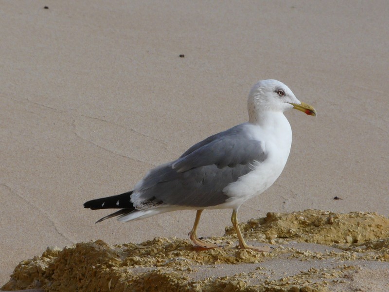 0578 P1190291 Seagull Armacao de Pera Coast