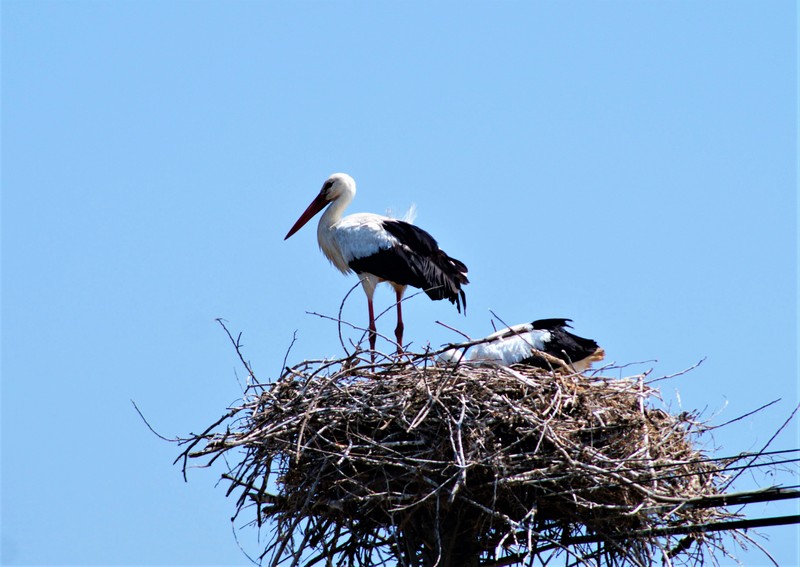 057 Stork DSC02308_1