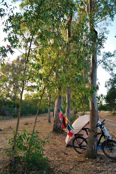 061 Eucalyptus camp DSC02313_1