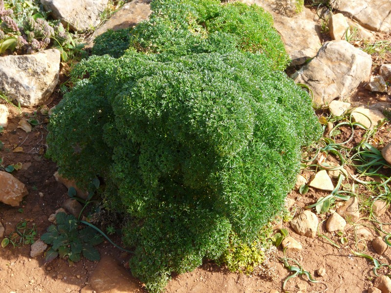 0882 P1190474 Sagres