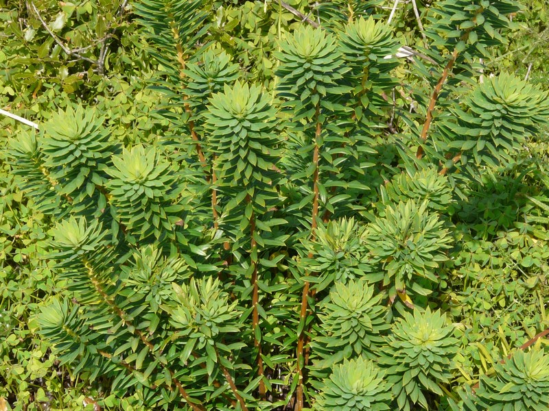 0885 P1190477 Sagres