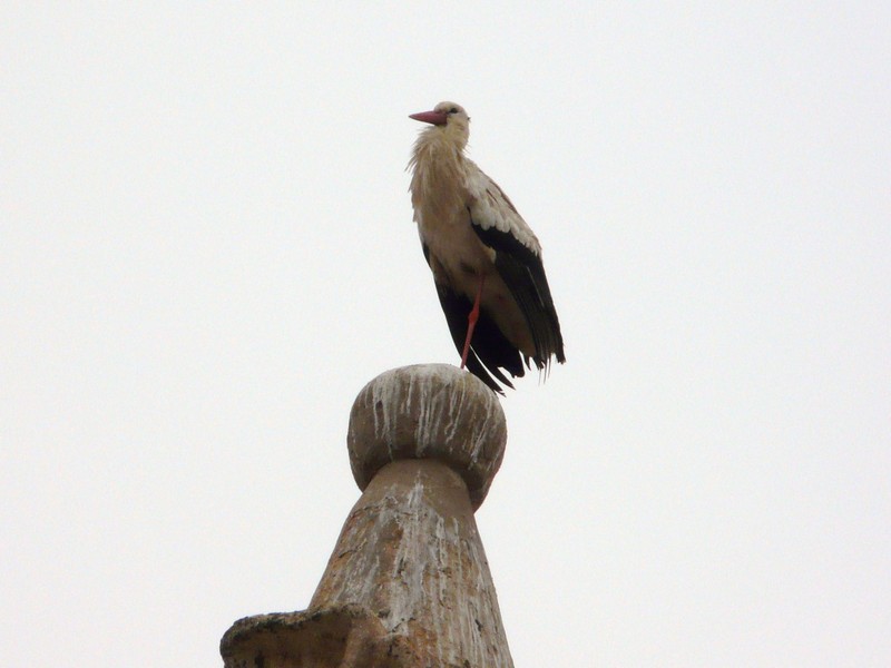 0972 P1190533 Stork on Faro Cathedral