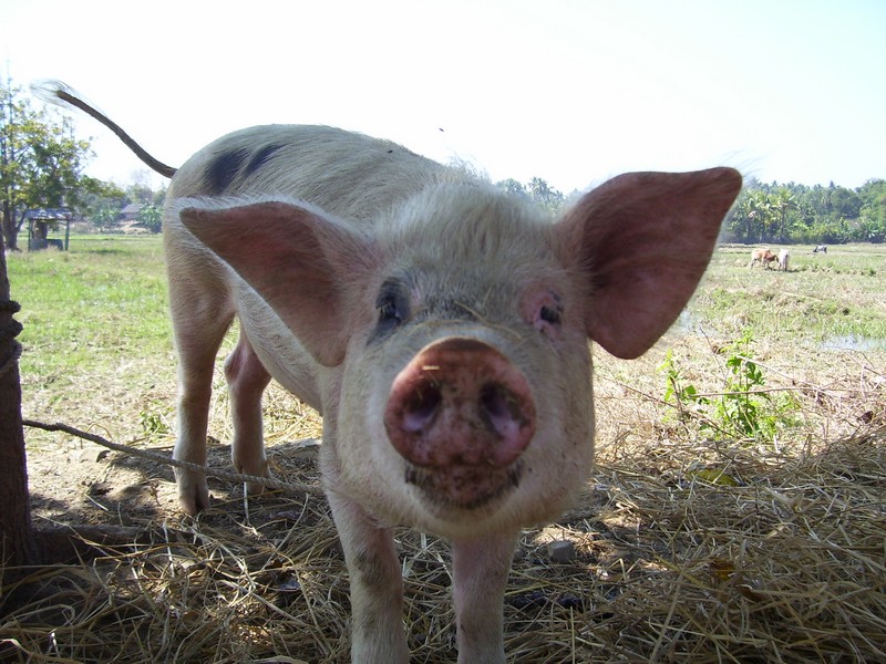 100_1014 Bagan pig