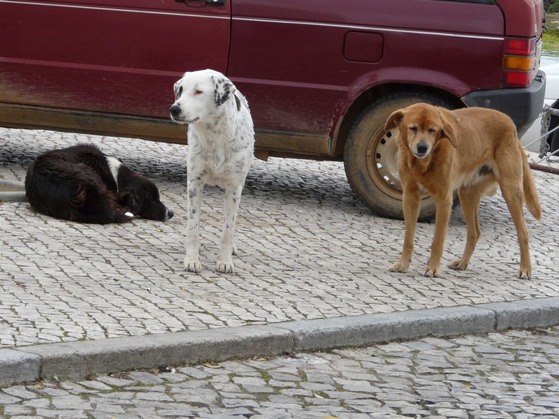 1014 P1190551 Fuseta Dogs