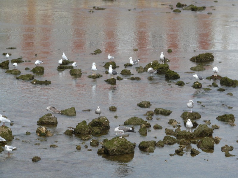1039 P1190565 Tavira