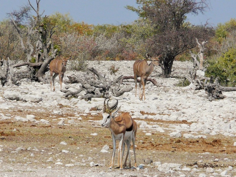 157 P1260343 springbok young kudu