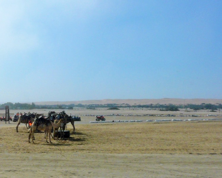 197a P1260741 camels