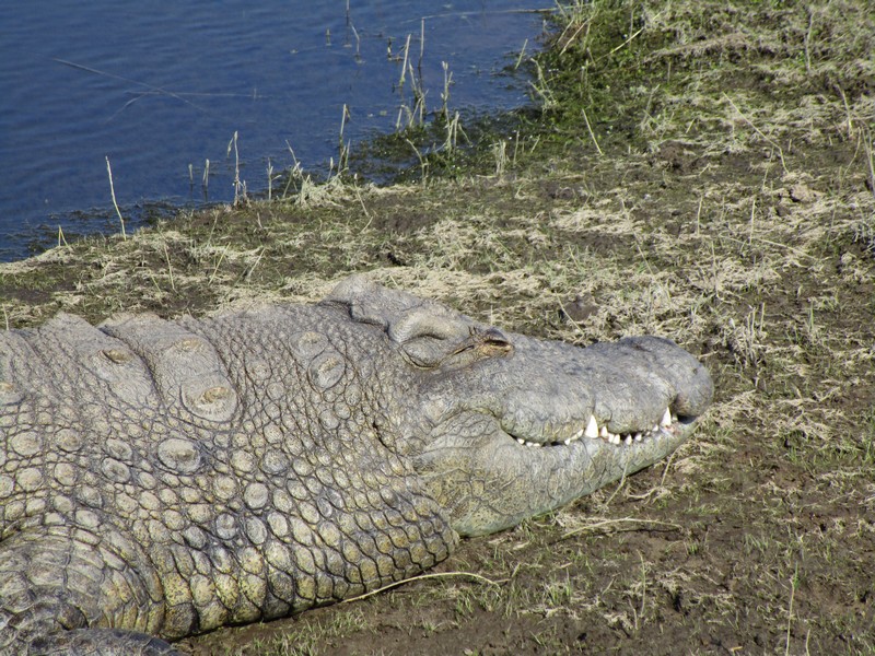 220g IMG_0456 Crocodile head