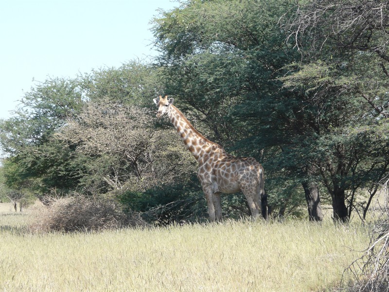 223c P1260974 Giraffe