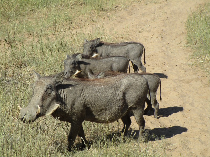 224e IMG_0478 warthogs