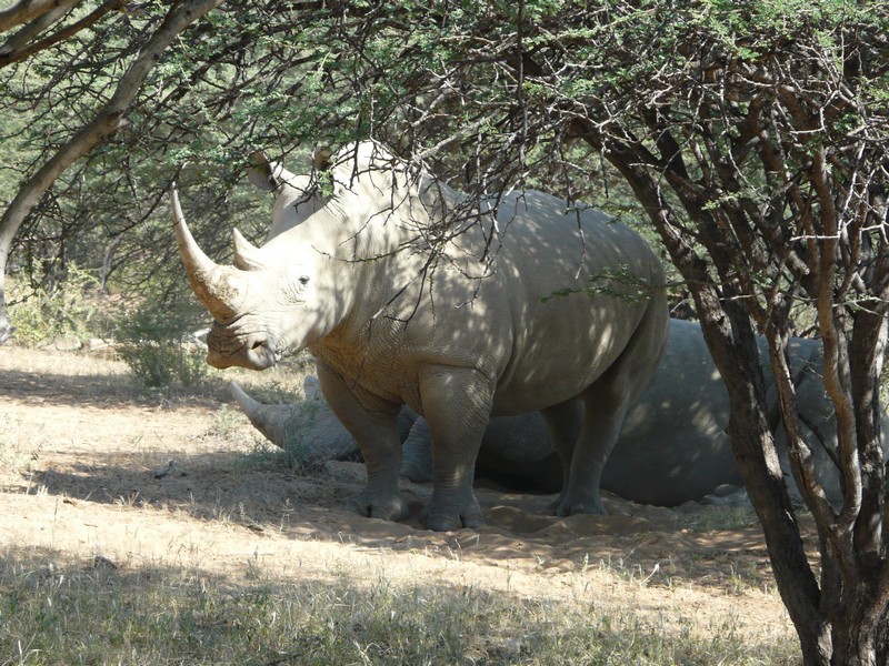 225j P1260998 Rhino