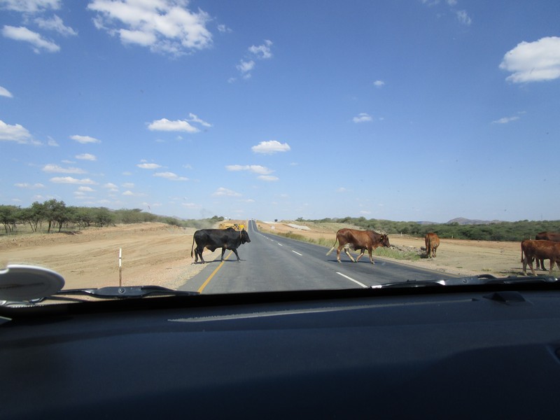 228a IMG_0494 Cows on Federal highway