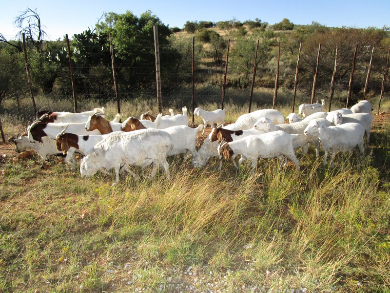 244c IMG_0528 Sheep Goats
