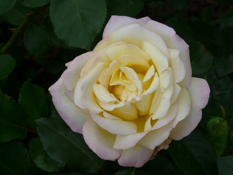 24 P1210052 Probota Rose