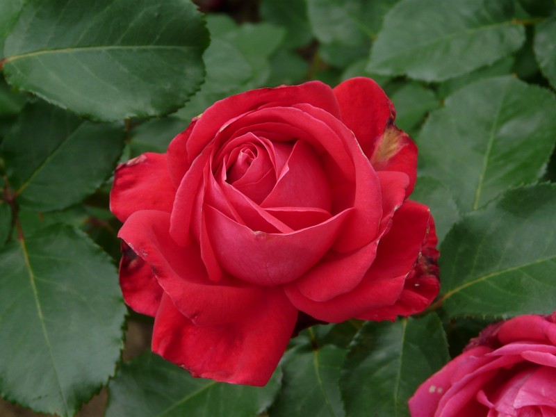 25 P1210053 Probota Rose