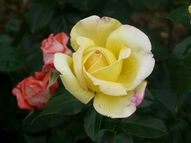 27 P1210059 Probota Rose