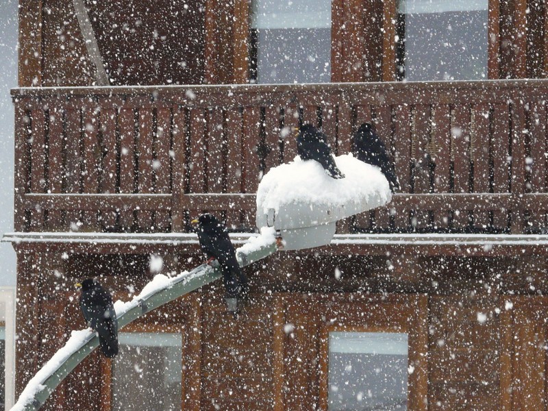 Blackbirds in Livigno