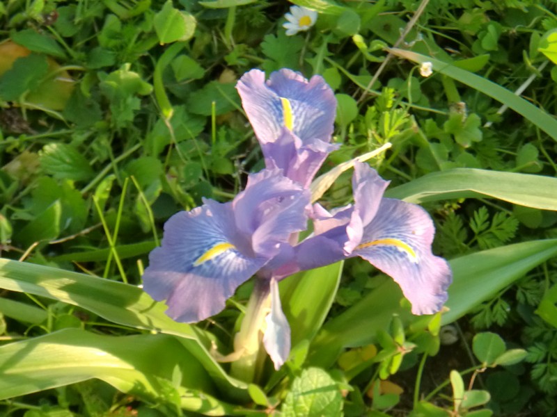 CIMG0279 Iris