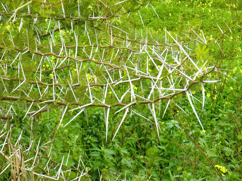 CIMG0345 Spikes