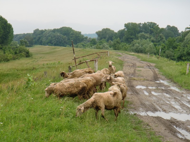 CIMG0623 Sheep on Dike Ovanovo