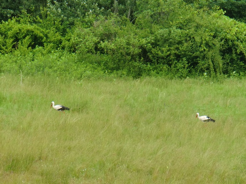 CIMG0628 Storks in Field