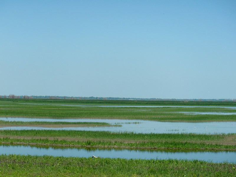 CIMG1130 Delta Swamp