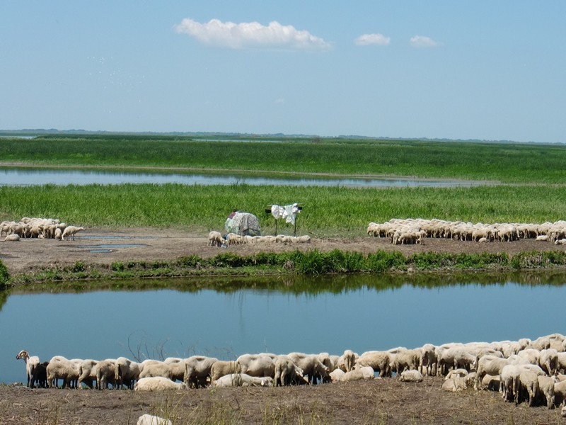 CIMG1139 Delta sheep with shepherd hut