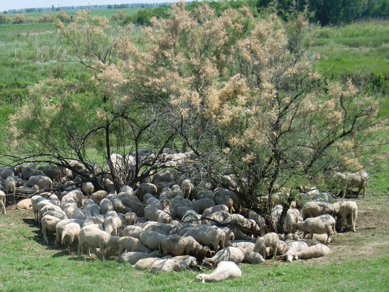 CIMG1153 Sheep on hot day