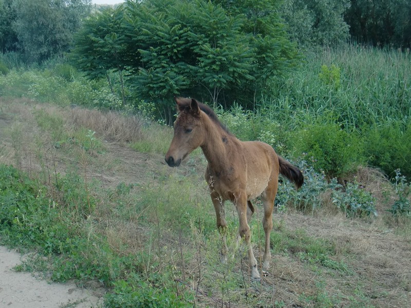 CIMG1156 Wild foal