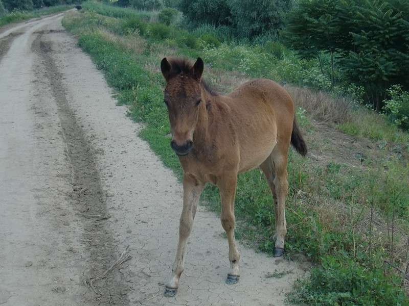 CIMG1157 Wild foal